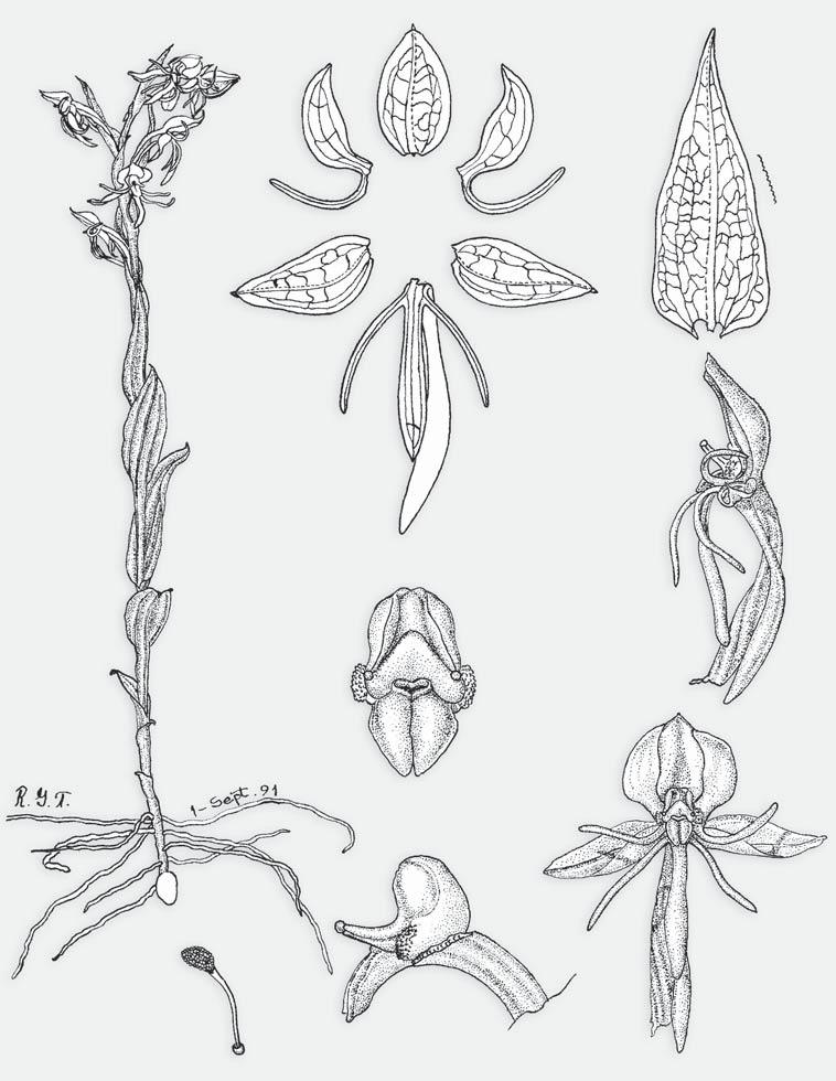 ROBERTO GONZÁLEZ TAMAYO Y XOCHITL MARISOL CUEVAS FIGUEROA B E C A G D H F Figura 10. Habenaria xochitlae. A, porte de la planta. B, bráctea floral. C, vista de perfil de la flor. D, partes florales.