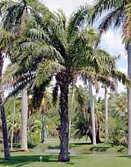 26 Figura. 13. Palma africana (Elaeis guineensis) Foto (infoagro2009) B.