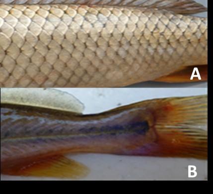 Como esta característica, no es compartida por otro espécimen de la muestra, se llega a la determinación del pez en cuestión, por lo que se debe colocar el nombre vulgar o científico a la derecha del