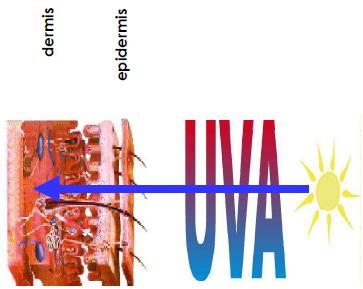 Radiación UVA Tienen lugar durante todo el año e incluso en los días nubosos y compone el 95% de la radiación ultravioleta que llegan a la superficie de la piel.