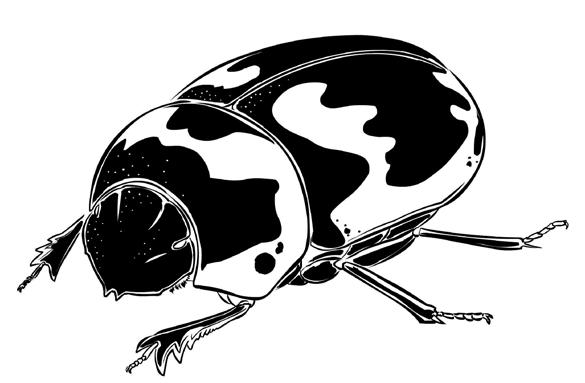 86- Escarabajos coprófagos Sierra Nevada Noriega et al. Noriega J.A.