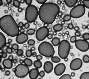 Colocar sobre la preparación un cubreobjetos evitando que se formen burbujas y llevarlas al microscopio para su observación.