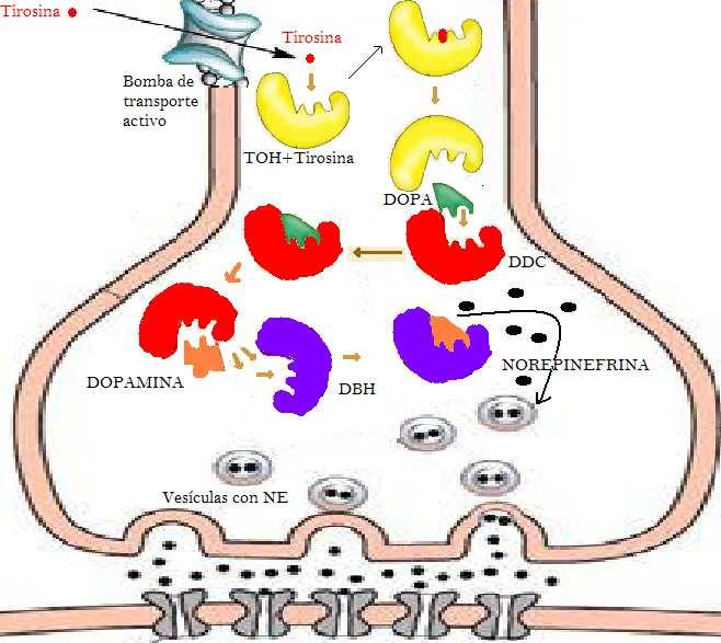 1. MAO: se localiza en las mitocondrias de la neurona presináptica y en otras zonas. 2.