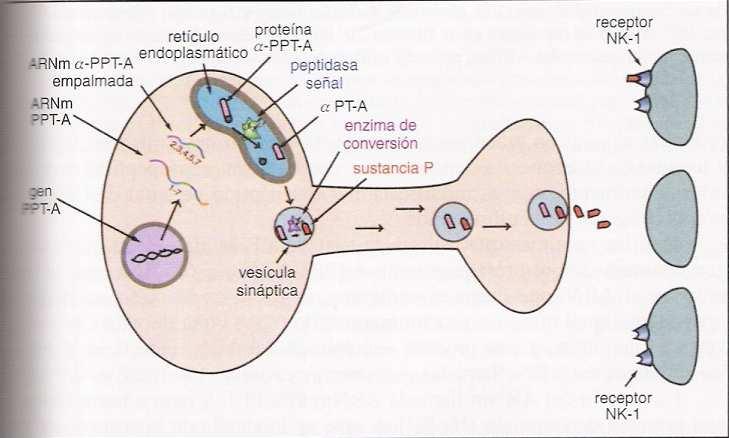 Para las neuronas que utilizan la sustancia P, la síntesis se inicia con el gen denominado pre-protaquinina A (PPT-A).
