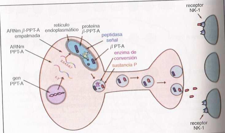 La neuroquinina A y los receptores NK-2: Neuroquinina A (NK-A): Se trata de un péptido que contiene 10 unidades de aminoácidos (decapéptido), de las que 5 son comunes a las de la sustancia P,