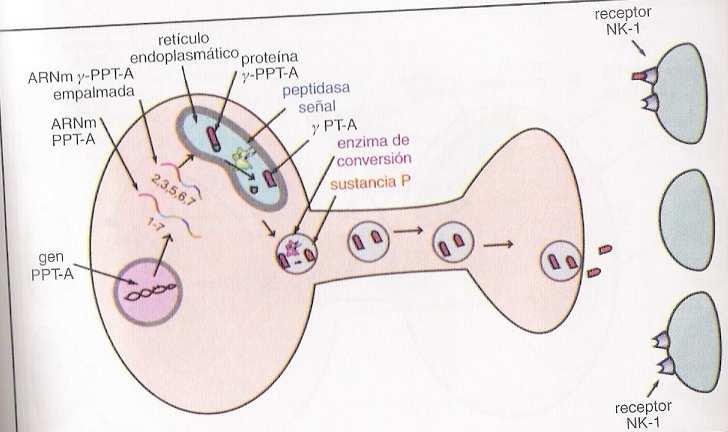 Las proteínas beta y gamma-ppt-a son las abuelas de la NK-A, y su tamaño se reduce del mismo modo que se ha descrito para la sustancia P, formando finalmente el neurotransmisor peptídico NK-A.