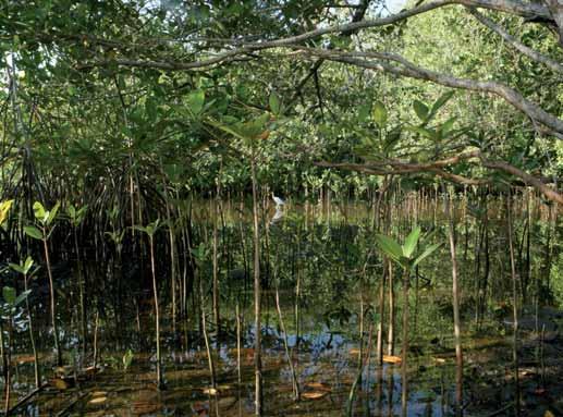 El mangle rojo o colorado (Rhizophora mangle) Este mangle se caracteriza por sus raíces en forma de zancos que se desprenden de su tallo y al tocar el fango se entierran en él, dándole soporte al