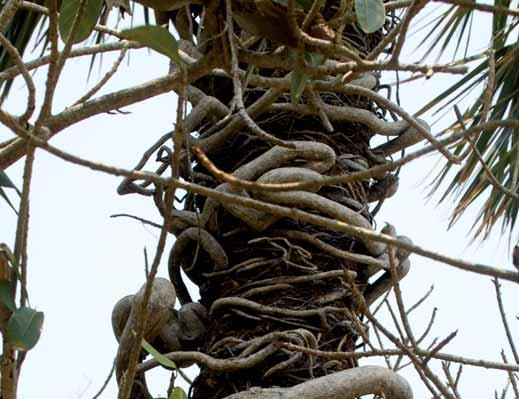Es una especie que también tolera condiciones mucho más secas, por lo que se usa frecuentemente como sombra del café. Es un árbol de 10 m de alto, de corteza lisa y copa rala.