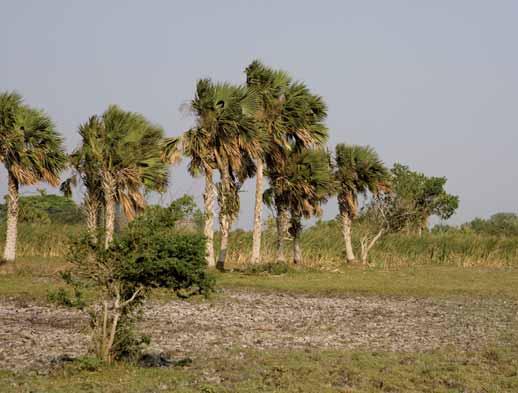 Palmas de apachite o sabal en un humedal convertido en potrero; al fondo se observa un tular de Typha domingensis conocida como tule o nea. Palmas jóvenes de Sabal mexicana.