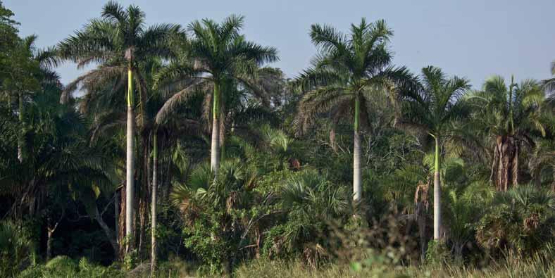 El coyol real forma parte de las selvas de zapote reventador y frecuentemente cuando talan la