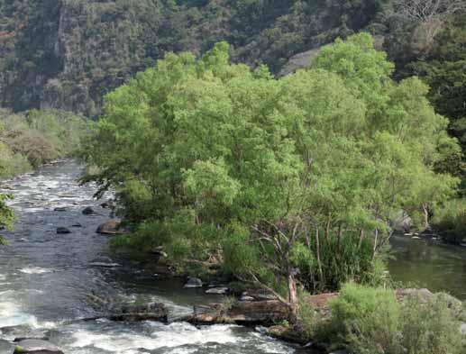Bosques y selvas riparias Salix humboldtiana es un árbol ripario que forma corredores a la orilla de los ríos.