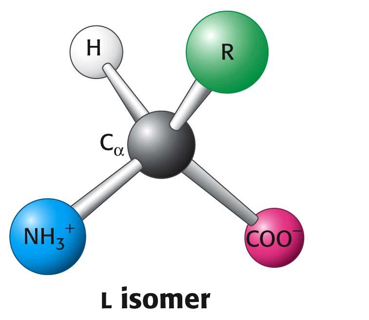Las proteínas están constituidas por L-α-aminoácidos
