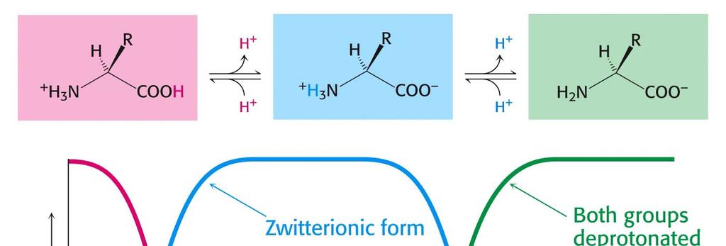 Equilibrio ácido base de los aminoácidos Anfóteros y zwitteriones