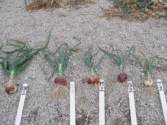 Foto 8. Comparación de las diferentes variedades ensayadas en la segunda fecha de plantación BIBLIOGRAFÍA Bo s c h, A.D. y Cu r r a h, L. 2002. Agronomy of Onions p. 187-224. En: H.D. Rabinowitch and L.