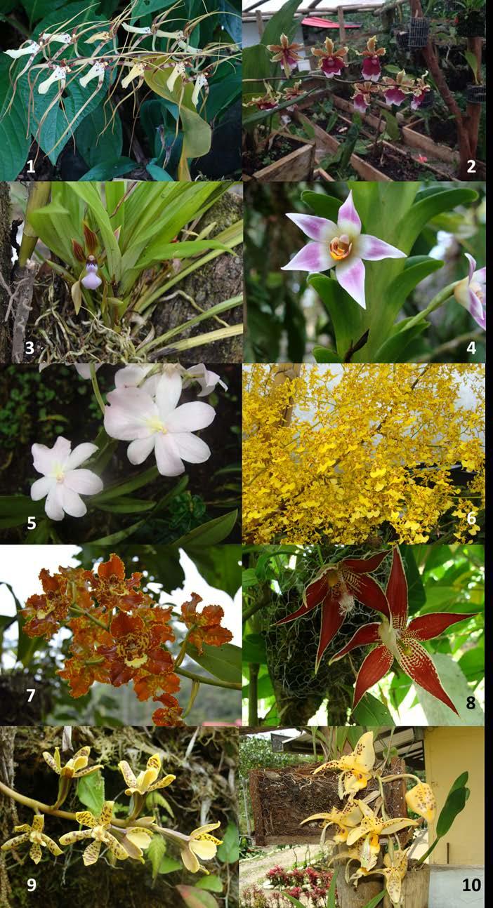 Figura 1. Aspecto de las orquídeas viverizadas en la Estación Biológica: 1. Brassia arcuigera, 2. Chamaeleorchis warscewiczii, 3. Chaubardia heteroclita, 4.
