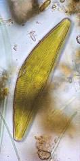 1. ALGAS CLASE BACILAROFÍCEAS (DIATOMEAS) 2 Estudio microscópico de una muestra de diatomeas. Reconocer frústulo, rafe, nódulos polares, ornamentaciones, etc.