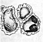 Figura 2.19. Parmelia sp.