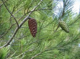 Las piñas o conos femeninos crecen sobre un grueso pedúnculo y son alargadas y cónicas, de color marrón brillante.