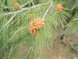 Pinus pinaster piña Figura 5.4.