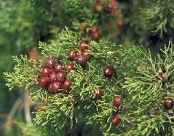 5. GIMNOSPERMAS Juniperus phoenicea (Sabina negral) Figura 5.16.