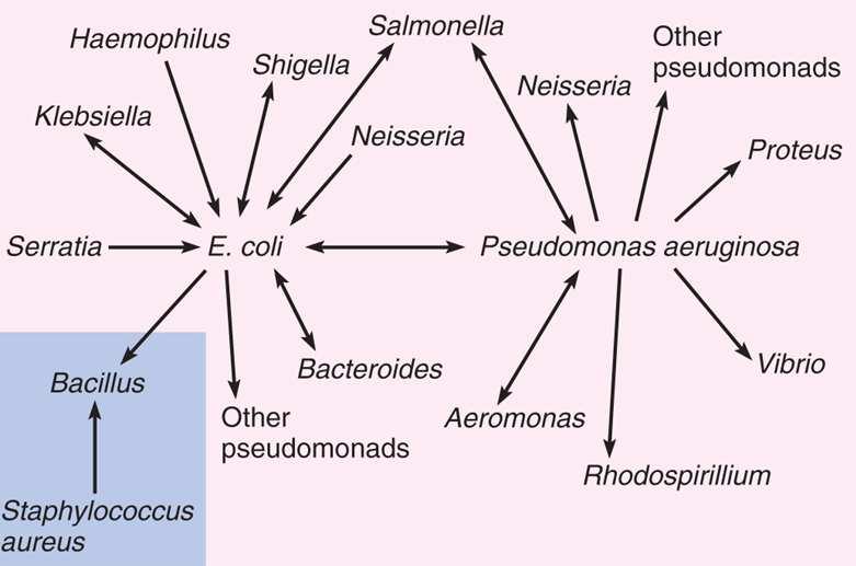 Transmisión del factor R ENTEROBACTERIACEAE Neisseria gonorreae Haemophilus influenzae Grupo Vibrio Pasteurella pestis Grupo Pseudomonas Conjugación Transferencia intermicrobiana de