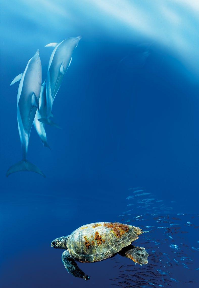 Descubrimientos científicos: Durante las campañas oceanográficas realizadas se ha ampliado enormemente el conocimiento de los hábitats profundos, descubriendo decenas de especies nuevas para la