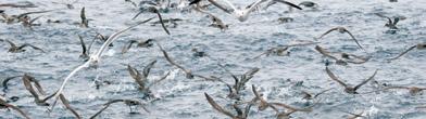 En julio de 2014 se declararon 39 Zonas de Especial Protección para las Aves (ZEPA) en aguas de todas las regiones biogeo grá cas marinas españolas, lo que supuso un importante paso para la