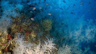 peces y cetáceos. Coral negro del género Leiopathes junto a una gran biodiversidad acompañante. IEO - F.