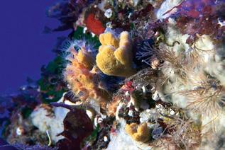En los fondos marinos encontramos hábitats singulares del mediterráneo en buen estado de conservación.