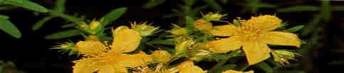 Partes Utilizadas: flores HIPERICO (Hypericum