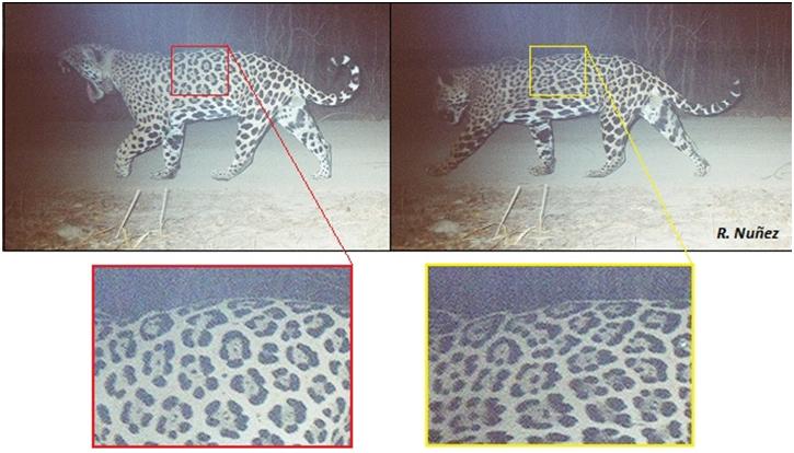 METODOLOGÍA Y RESULTADOS Para conocer la densidad poblacional del jaguar y la abundancia de las especies presas se empleo el fototrampeo y el análisis de captura-recaptura.
