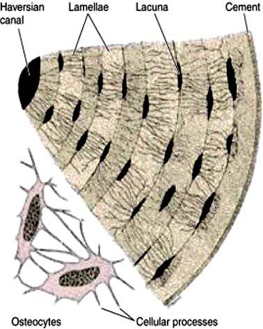 capilares - vasos linfáticos - fibras nerviosas - tejido conectivo Cada osteona (150 um de diámetro y 3000 um de