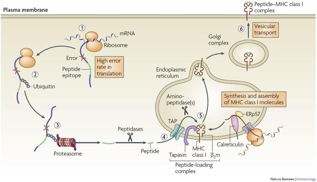 Mecanismo de procesamiento y presentación antigénica vía MHC-I Péptidos citosólicos son procesados en el