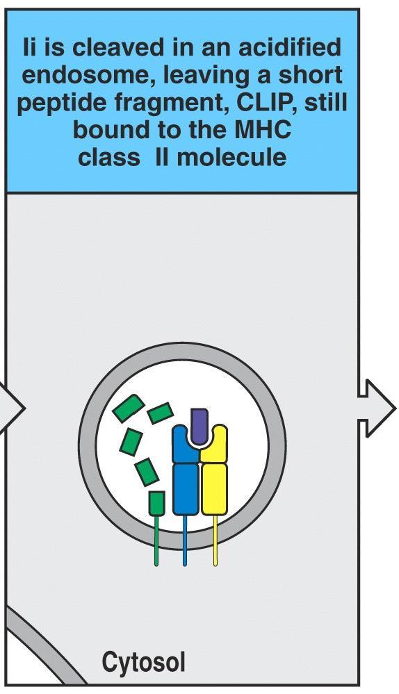 MHC-II se encuentra asociado a una cadena invariante que ocupa la unión al Ag Fusión de MHC-II con