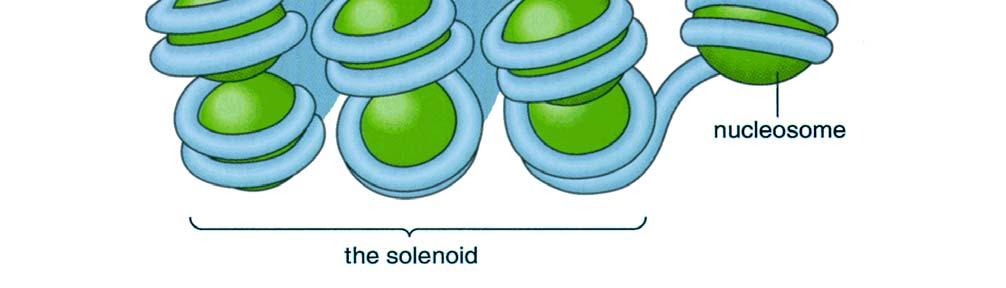 neighboring nucleosomes) highly acetylated core