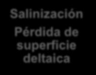 EL CULTIVO DEL RROZ Y EL CMBIO CLIMÁTICO Subsidencia del Delta Salinización Pérdida de superficie deltaica portación de
