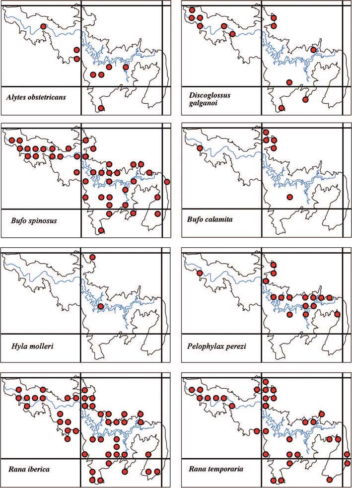 122 GALÁN Figura 4: Mapas de distribución de las especies de anuros en el Parque Natural das Fragas do Eume en cuadrículas UTM de 1 x 1 km.