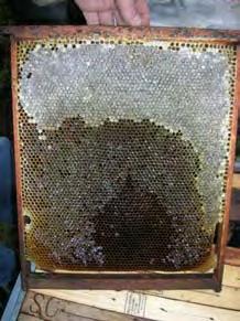 ESPAÑA 2004: Noviembre, Salamanca: despoblamiento, miel, no polen 18 apicultores, 50.000 colmenas, 20.000 bajas (de momento).