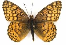 Catálogo Ilustrado de las Mariposas 99 Euptoieta bogotana Staudinger, 1885 Longitud del AA: 23 mm.