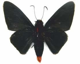 Catálogo Ilustrado de las Mariposas 21 Pyrrhopyge papius papius Hopffer, 1874 Longitud del AA: 28 mm. Descripciones: Alas en vista dorsal y ventral de color negro.