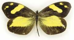 Catálogo Ilustrado de las Mariposas 35 Dismorphia medora medora (Doubleday,