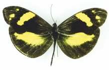arcadia arcadia, aunque en vista ventral, el macho presenta un color amarillo