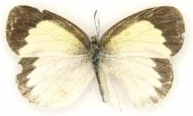 La hembra, en la superficie dorsal es de color amarillo más claro que el macho, presenta también un margen negro ancho en AAD y APD, en la superficie ventral es de color grisáceo con un borde