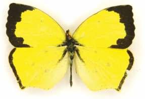 En vista ventral es amarillo oscuro con manchas negras características en el ala posterior. La hembra tiene una coloración más opaca que el macho y carece del borde negro en APD.