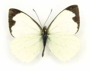 Catálogo Ilustrado de las Mariposas 47 Leptophobia aripa aripa (Boisduval, 1836) Longitud del AA: 24,75 mm.
