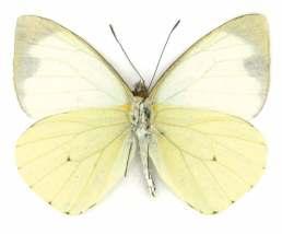 La superficie ventral es de color amarillo pálido con la mancha apical en la misma posición. Distribución y hábitat: de amplia distribución en el neotrópico.