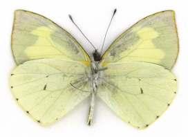La hembra es de coloración menos intensa y con los bordes del ala más gruesos. Distribución y hábitat: la especie se distribuye desde Venezuela hasta Chile con varias subespecies locales. L.