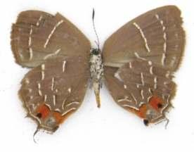 Catálogo Ilustrado de las Mariposas 51 Apuecla upupa (H. H. Druce, 1907) Longitud del AA: 13,5 mm. Descripción: mariposa de color azul iridiscente en vista dorsal.