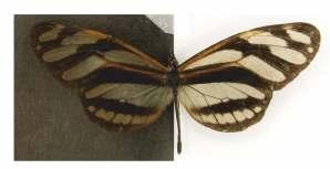 Catálogo Ilustrado de las Mariposas 55 Patricia dercyllidas (Hewitson, 1864) Longitud del AA: 35 mm.
