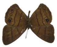 Catálogo Ilustrado de las Mariposas 85 Hermeuptychia harmonia (Butler, 1867) Longitud del AA: 19,1 mm Descripción: de color marrón oscuro en vista dorsal.